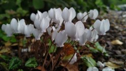 Cyclamen hederifolium 'Album' Naapoli alpikann